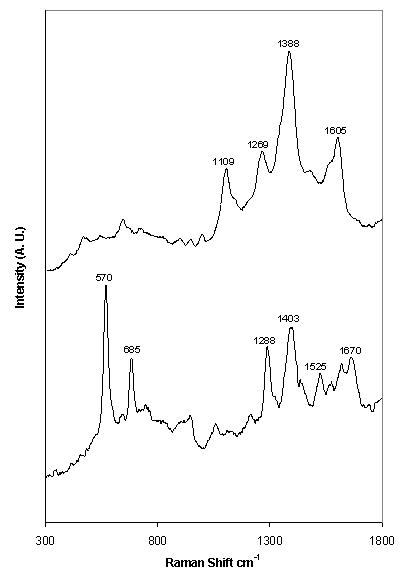 Figure 2. SERS spectrum of (top) 1 x 10-4 M phenytoin and (foot) 1 x 10-2 M theophylline 