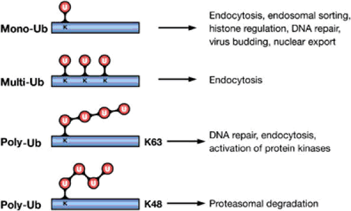 Figure 1.1 Ub modifications and their cellular functions