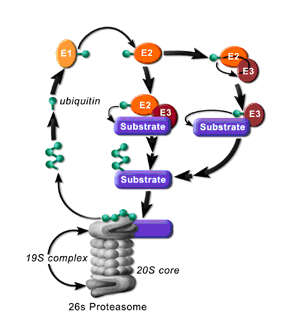 Figure 1.2 The ubiquitin-proteosome pathway