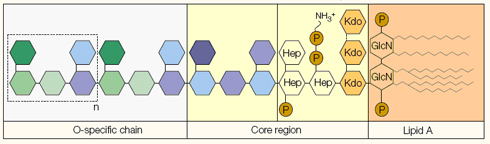 Figure 1. Structure of lipopolysaccharide showing its three main components (Beutler and Rietschel, 2006 Nat rev)