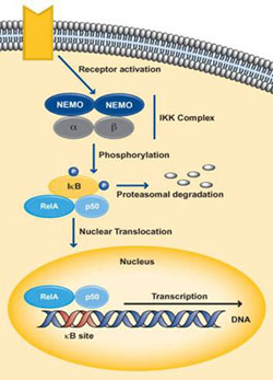 The canonical pathway