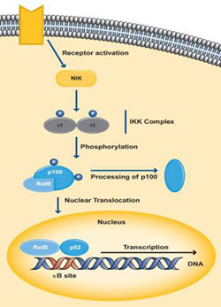 The non-canonical pathway