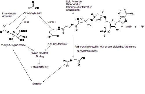 Figure 4 Overview of carboxylic acid metabolism and some processes in which the metabolites may be involved