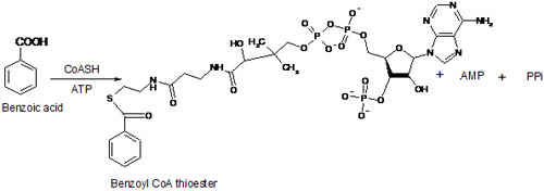 Figure 5. Formation of Benzoyl CoA thioester