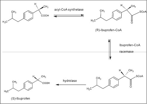 Figure 7. Metabolic stereo-selective inversion of (R)-Ibuprofen showing the formation of CoA derivative prior to the formation of (S)-Ibuprofen (89)