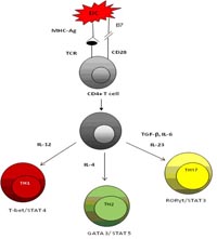 Functional development of CD4+T cells.
