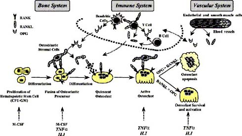 Figure 1: OPG/RANK/RANKL as common effectors of bone, immune and vascular systems (adapted from Theoleyre et al, 2004).