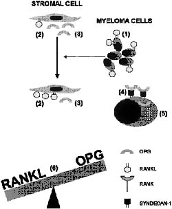 Figure 2: Interaction of the RANKL-OPG system with myeloma cells, bone marrow stromal cells and osteoclasts in the pathogenesis of myeloma bone disease (adapted from Sezer et al, 2003).