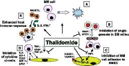 Figure 3: Pathways of thalidomide activity against multiple myeloma in the host microenvironment (adapted from Richardson et al, 2004).