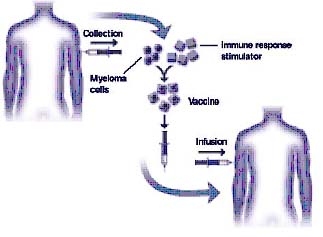 Figure 5: Development of myeloma vaccines (graphic courtesy of Freda K. Stevenson) (adapted from www.multiplemyeloma.org/treatments/3.08.13.html).