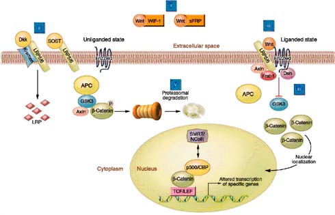 Figure 8: Elements of Wnt/beta-catenin signalling (adapted from Krishnan et al, 2006).