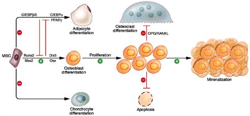 Figure 9: Wnt/ β-catenin signalling regulates osteogenesis through multiple mechanisms (adapted from Krishnan et al, 2006).