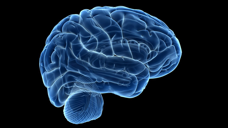 brain
