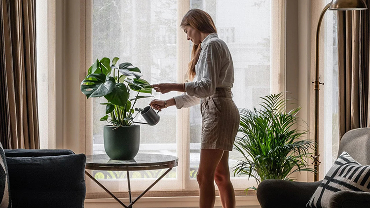 monstera deliciosa